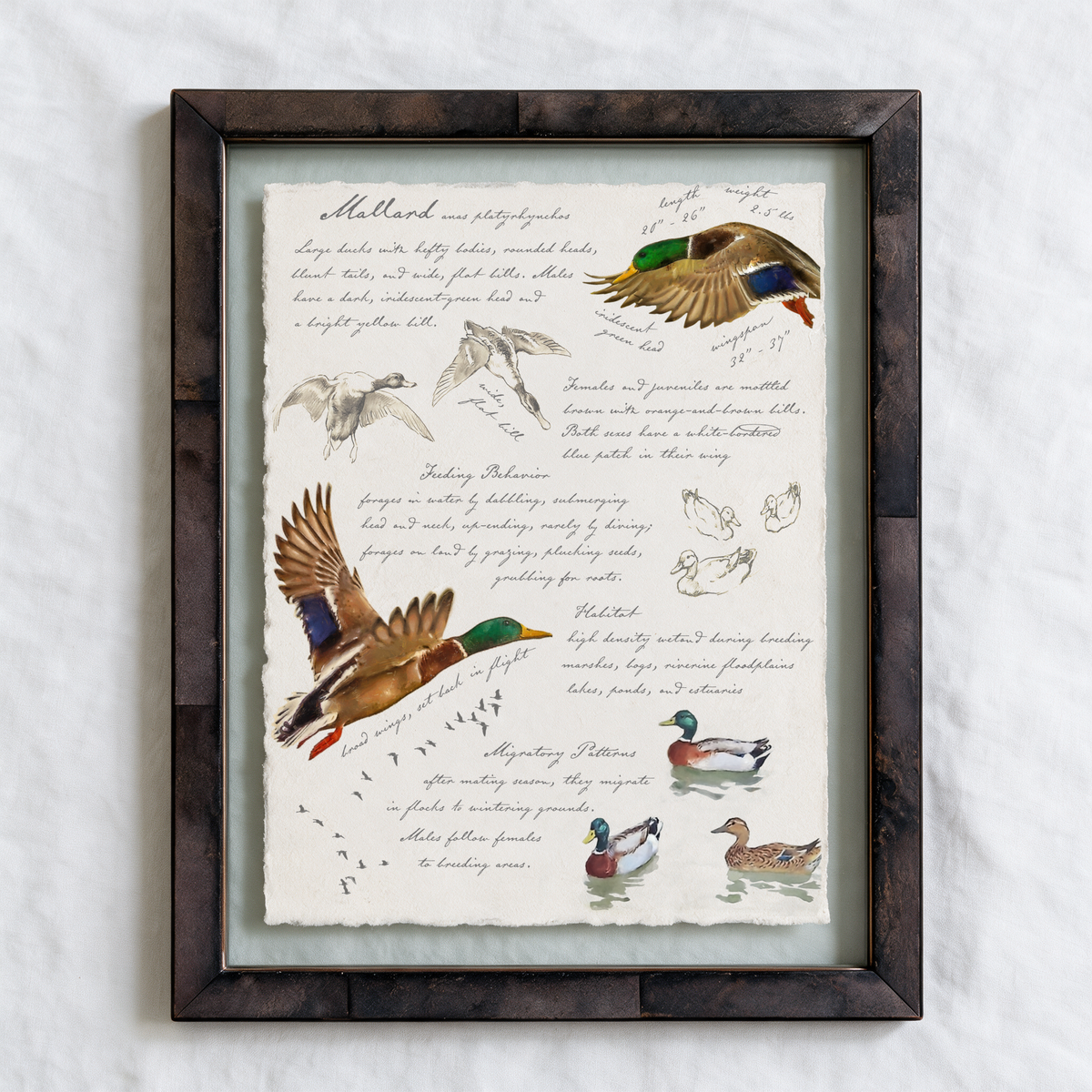 Illustrated Field Guides | Mallard