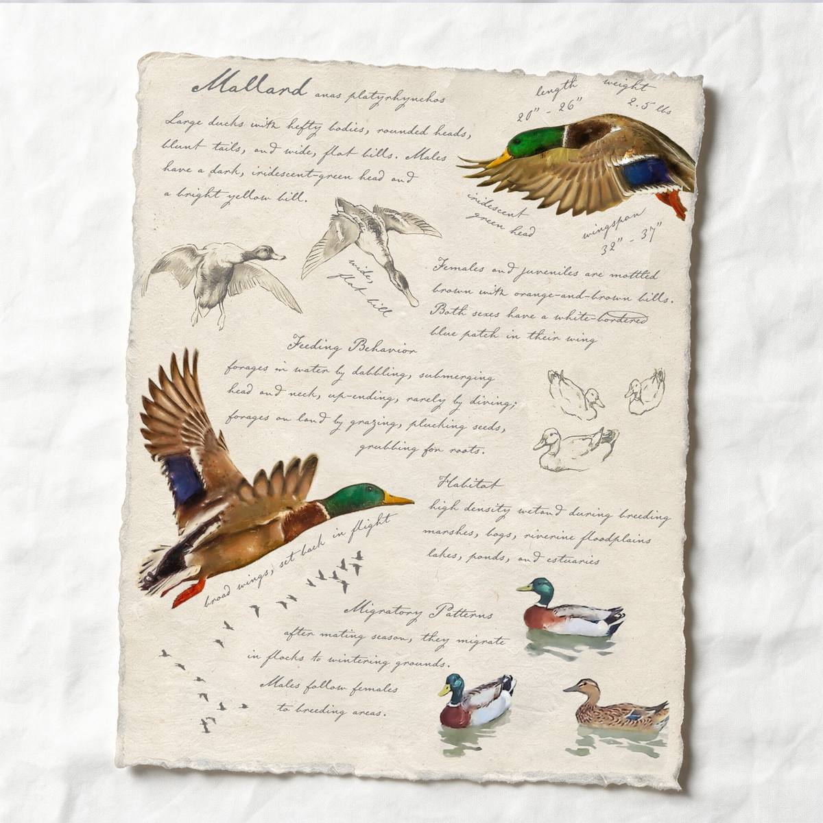Illustrated Field Guides | Mallard