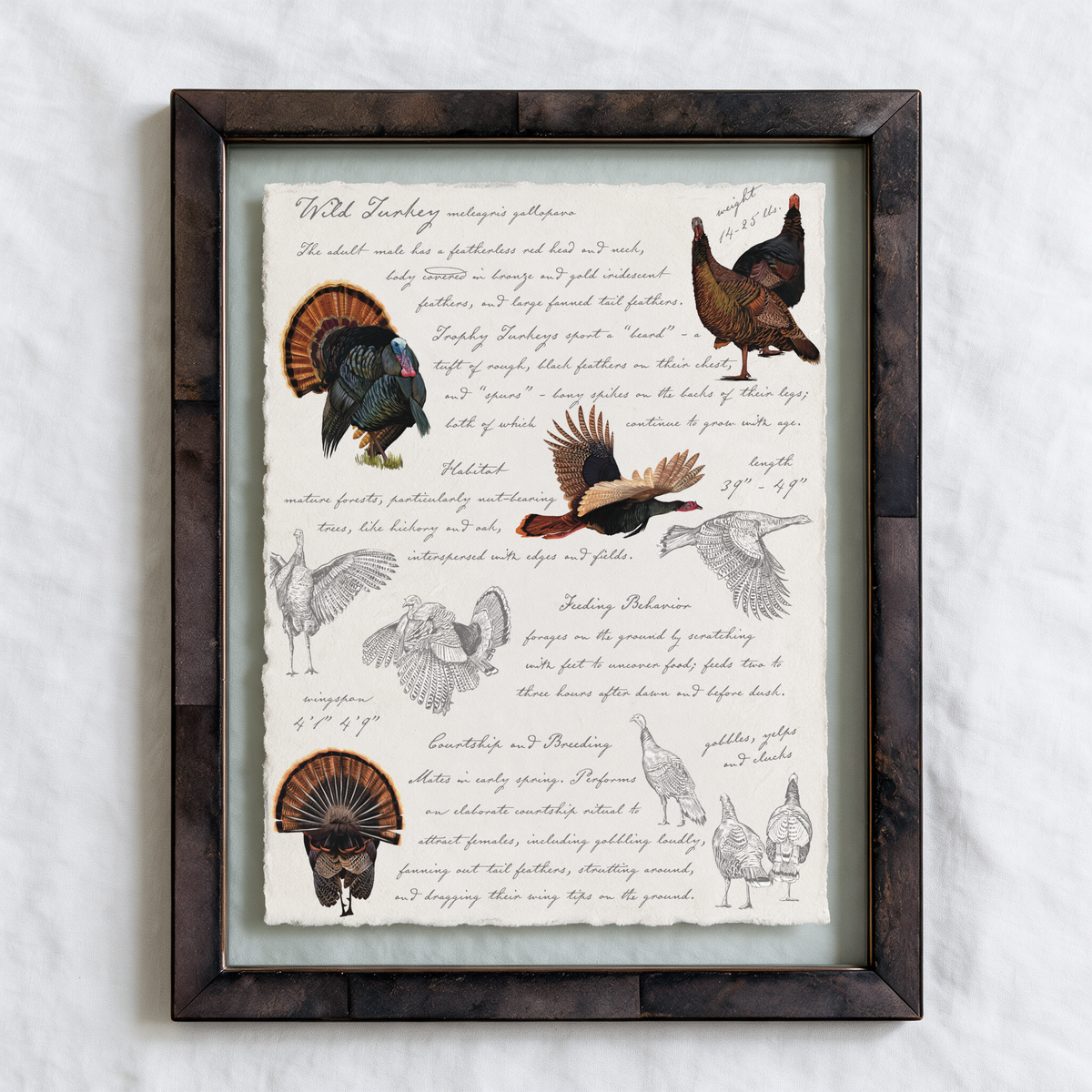 Illustrated Field Guides | Wild Turkey