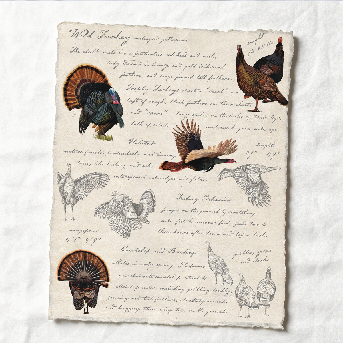 Illustrated Field Guides | Wild Turkey