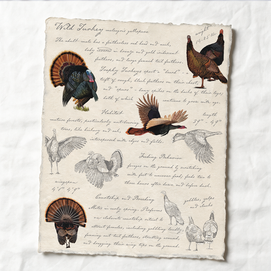 Illustrated Field Guides | Wild Turkey